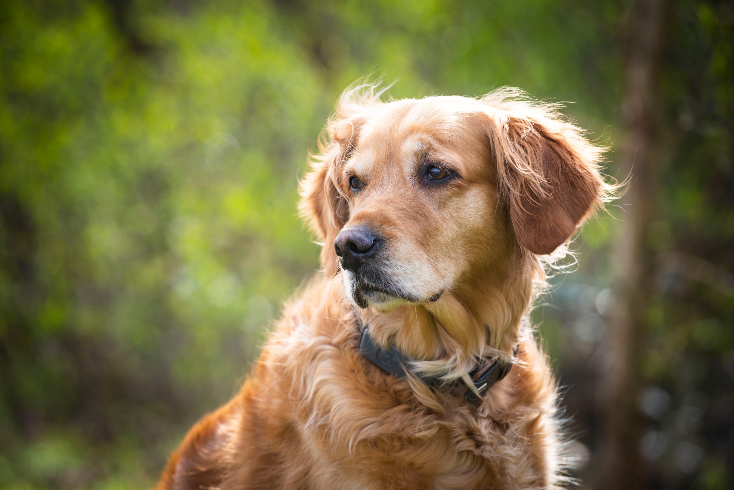 Ein Foto von einem Hund, mit hellem Fell und IT'S MY Dog Tracker